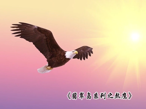 翡翠岛系列之熬鹰